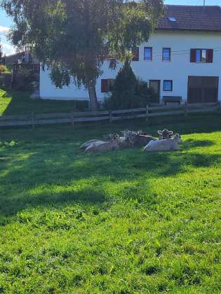 Garten mit Bestuhlung